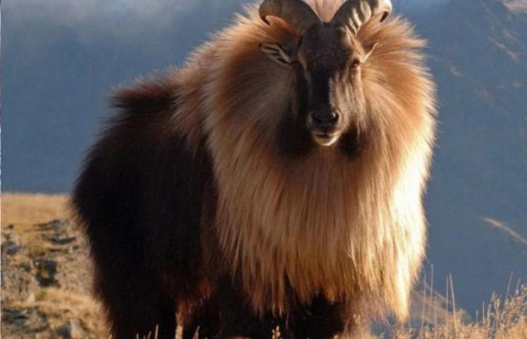 DOC and partners to work together to control Himalayan tahr in NZ
