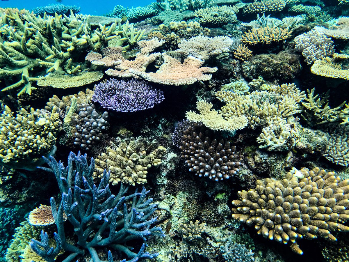 Study reveals, higher temperatures help in protecting 'coral reefs'