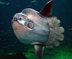 Odd News Roundup: Record 2-tonne sunfish found off the coast of Ceuta