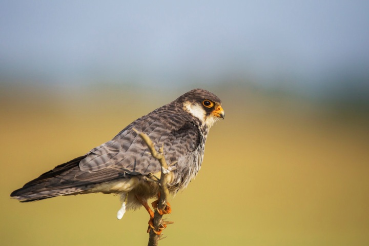 Satellite-tagged migratory Amur falcon allegedly shot down in Manipur