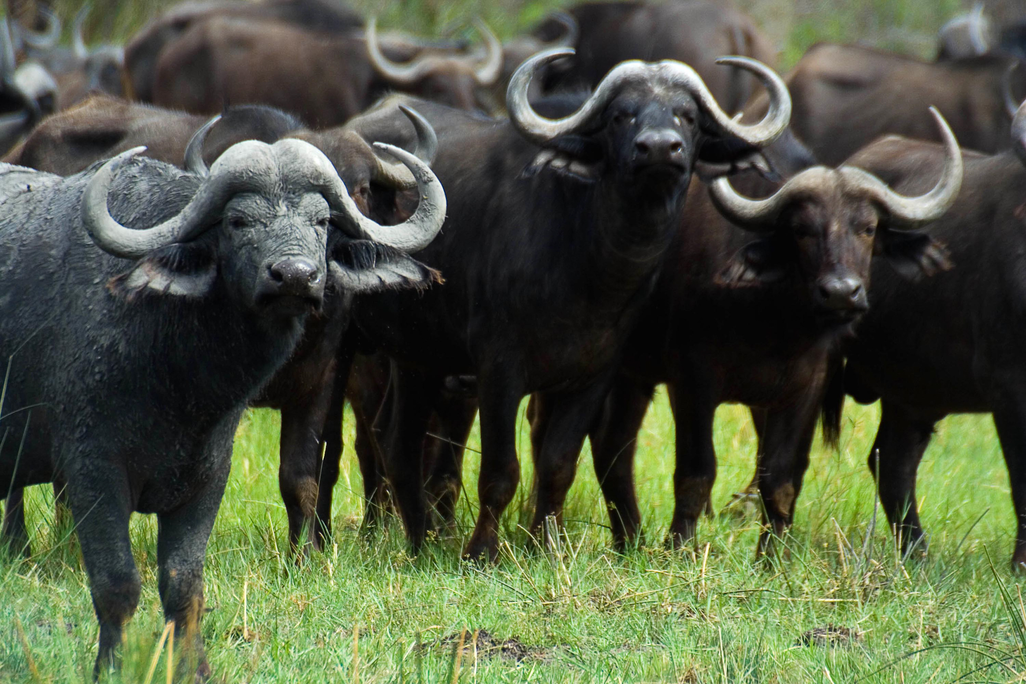 Construction in land-starved Hong Kong shrinks wild buffaloes habitat