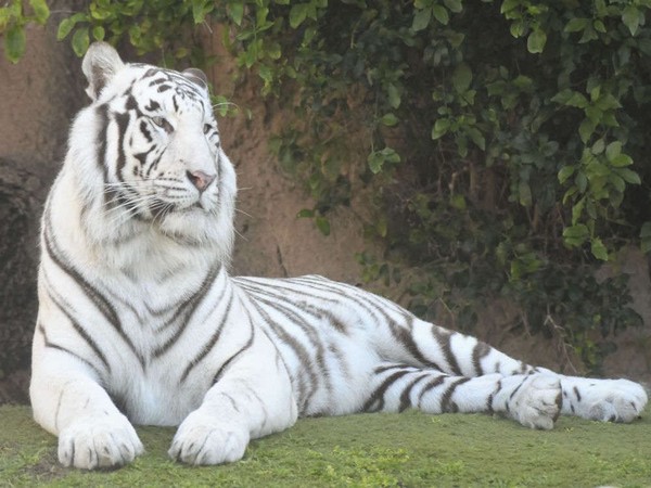 White tigress at Delhi zoo undergoes dental procedure