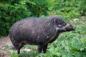 Germany confirms one more African swine fever case in wild boar