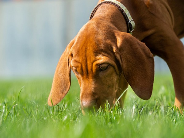 Researchers find with impressive accuracy, dogs can sniff out coronavirus