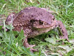 Odd News Roundup: Eager volunteers help toads cross the road in Russia