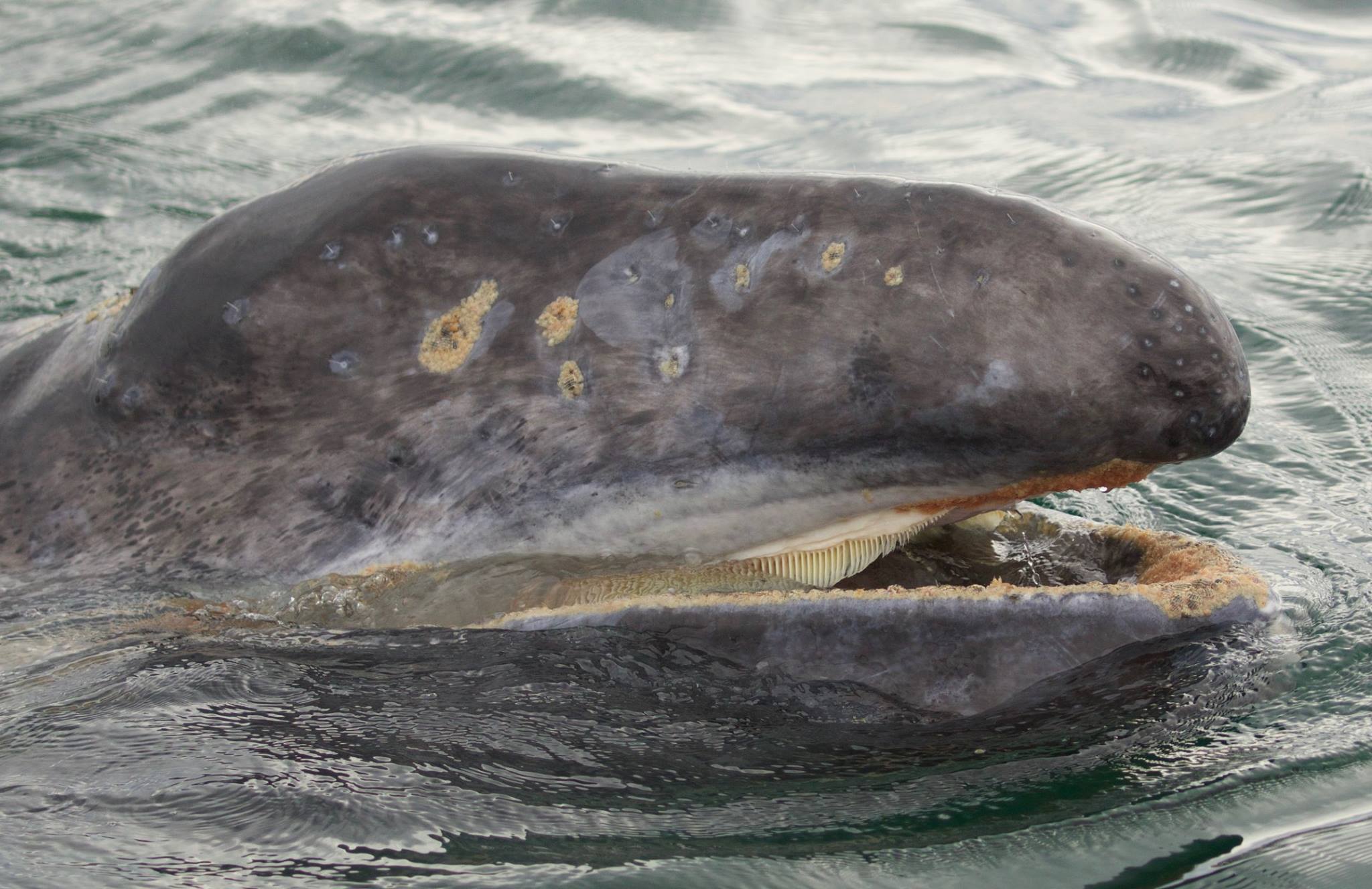 Arctic warmth likely to be reason for death of gray whales 