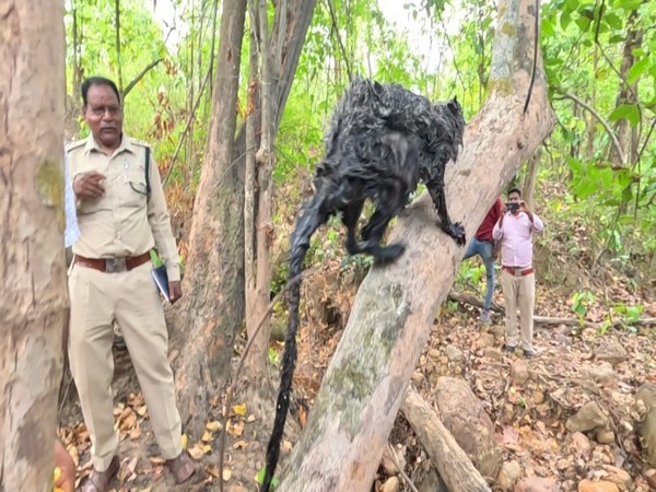 Chhattisgarh: People flock to see rare flying squirrel in Korba