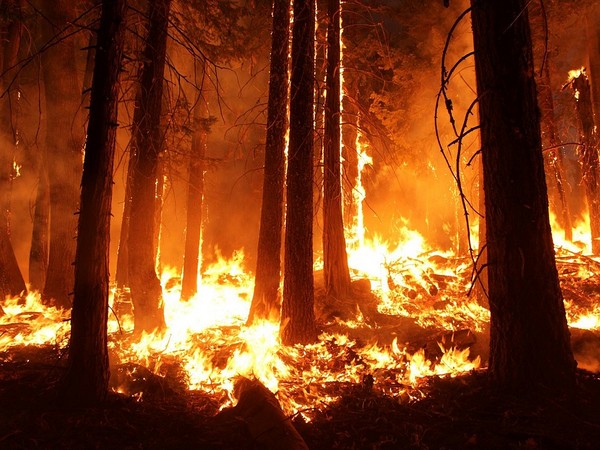 Wildfires are destroying California's forest carbon credit reserves-study