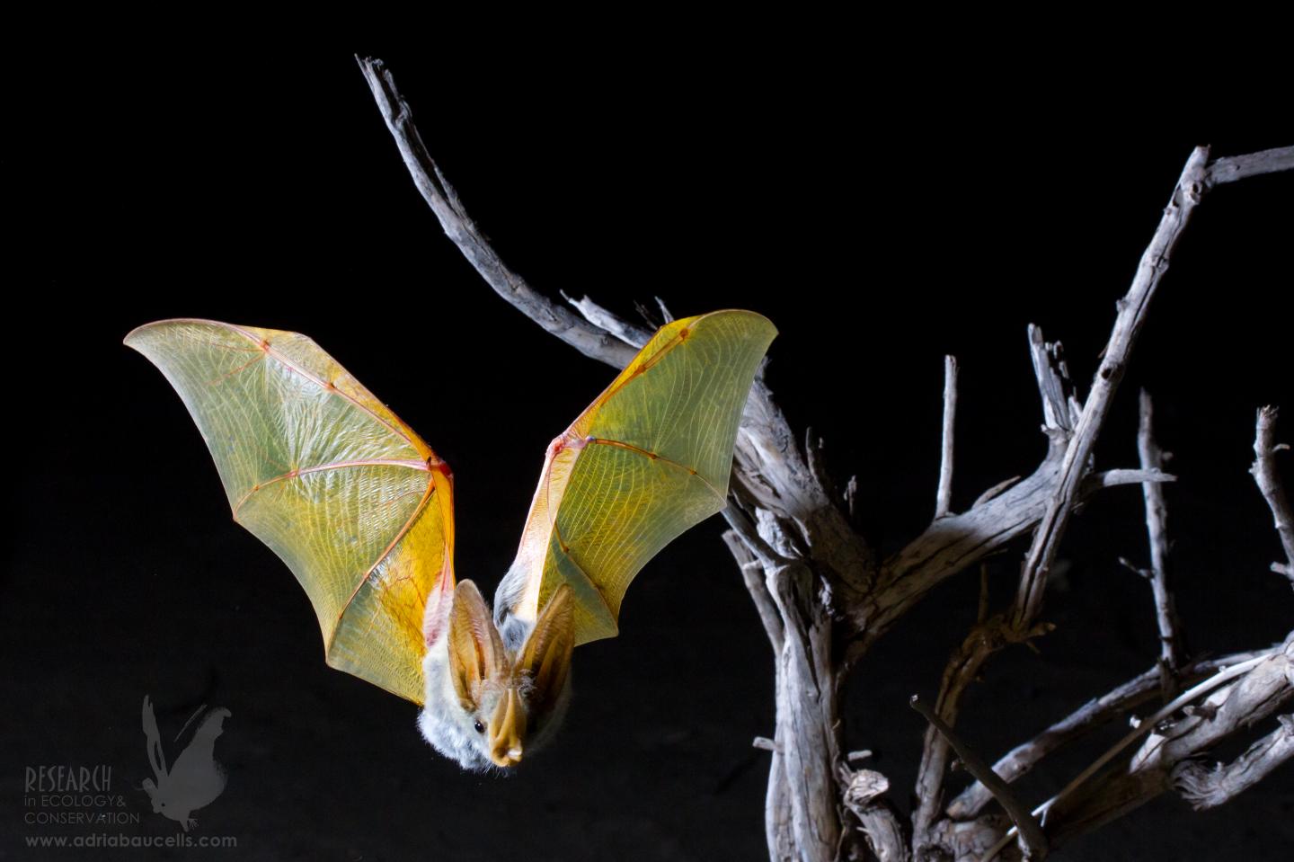 Small GPS backpacks reveal the secret life of desert bats