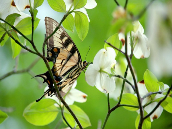 Study attempts first global risk index for pollinator declines, effects on humanity