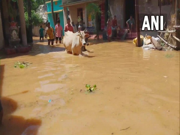 Life comes to standstill in Odisha's Bhadrak due to flood situation