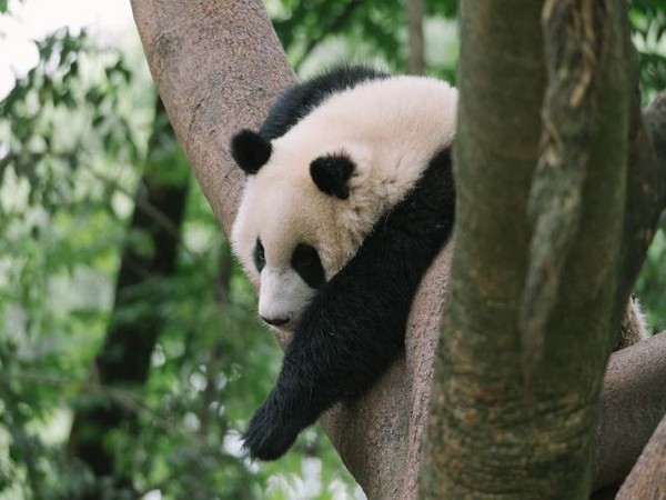 Oldest Panda Mother Breaks Record with Twin Birth