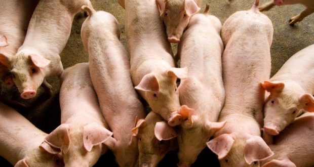 Health News Roundup: French foie gras makers, swine fever outbreaks, mad cow disease