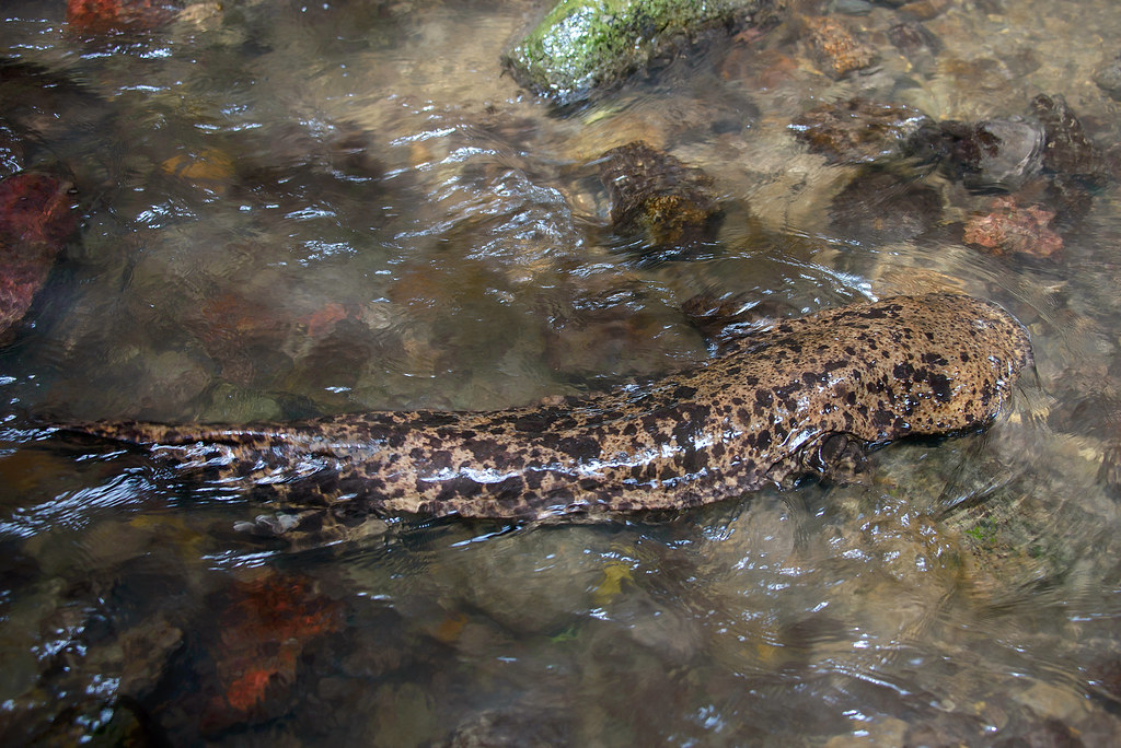 New giant salamander species may be world's biggest amphibian: Study
