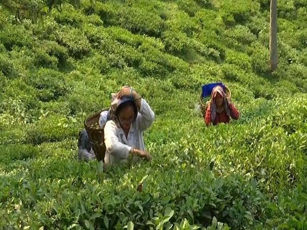 Tea Production Faces Major Decline Due to Extreme Weather and Pest Infestations