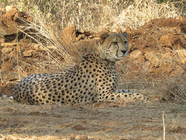 India Celebrates Two-Year Milestone in Cheetah Reintroduction Project