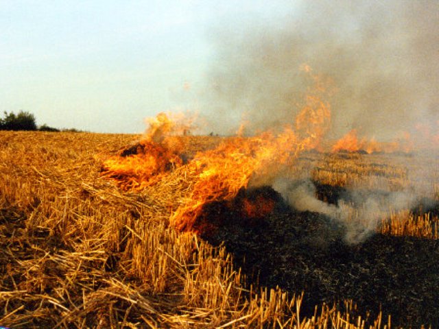 Punjab farmer shows way out of stubble burning
