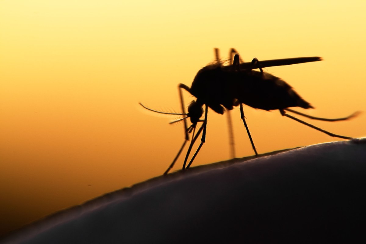 Researchers make breakthrough in battle to combat Zika