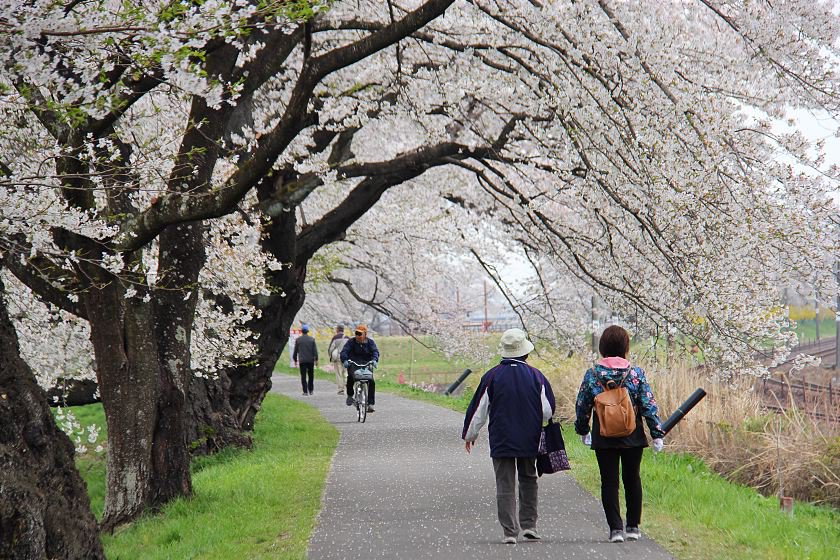 Japan's popular cherry blossoms make unexpected appearance by blooming early!