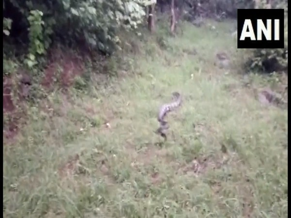 15-foot-long Cobra rescued from factory in Tamil Nadu's Tenkasi
