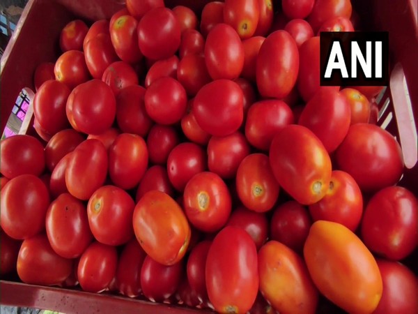 Tomato Prices Plummet Over 22% Amidst Improved Supply