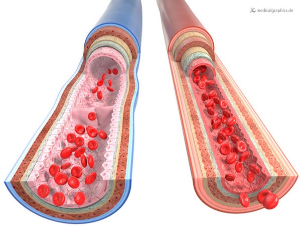 Fat around blood vessels may keep them healthy: Study