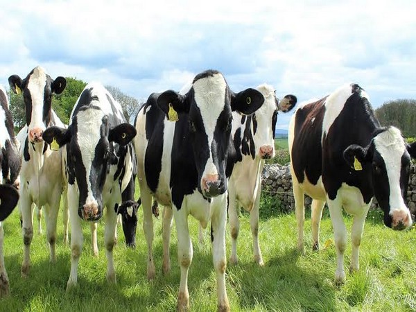 Cows can communication through distinctive moos: Study