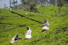 Kenya: KTDA observes tea price decline for third consecutive year 