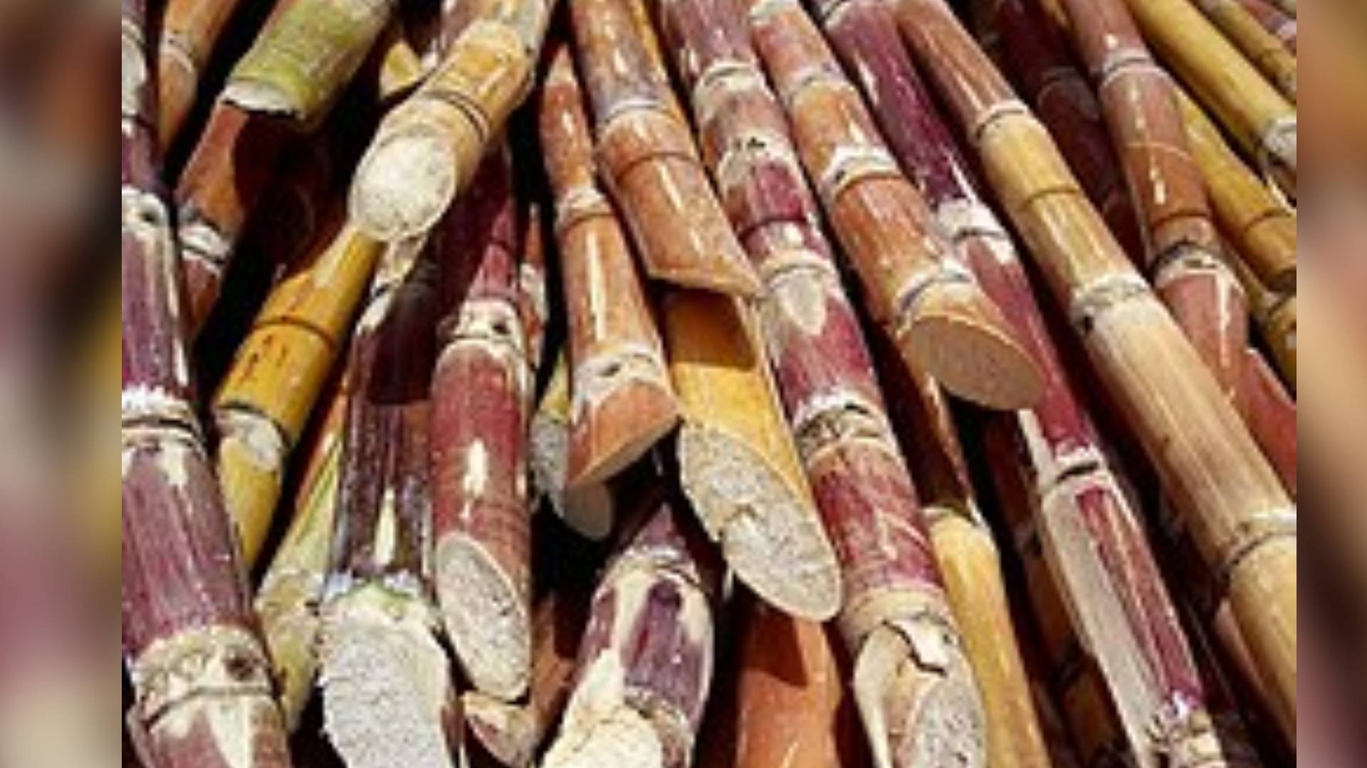 Cabinet approves hike in sugarcane FRP by Rs 25 to Rs 340 per quintal for 2024-25 season