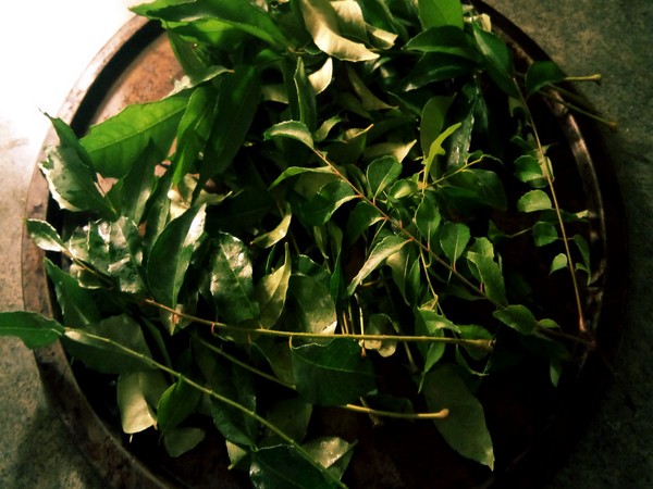 The many benefits of magic herb curry leaves
