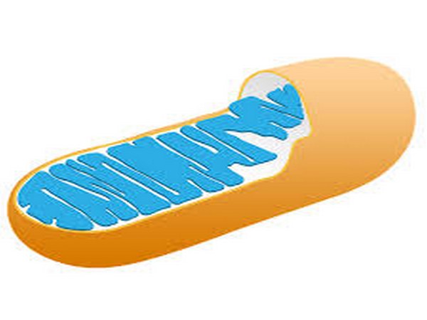 Researchers get unexpected insights into functioning of mitochondria ...