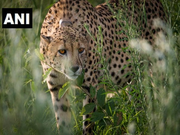 India should fence Cheetah habitats; worst still to come: South African expert
