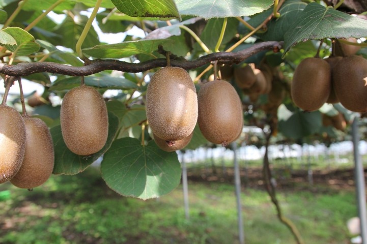 Auckland’s MacLachlan Orchard forecasts to produce some 42,000 trays of kiwifruit 