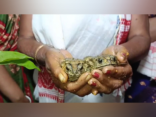 Assam locals resort to age-old tradition of frog wedding to please rain Gods 