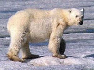 Polar bear walks miles away from home, gets lost in Russia 