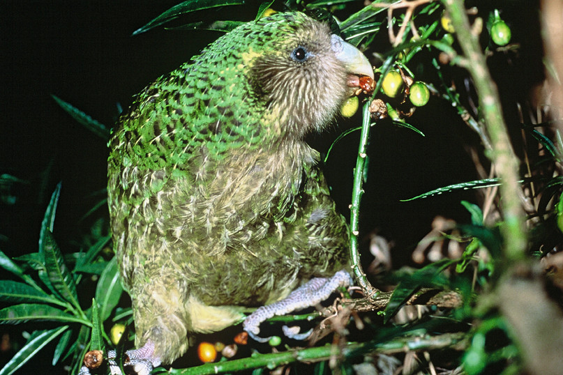 New Zealand's endangered kakapo parrot gets a big population boost