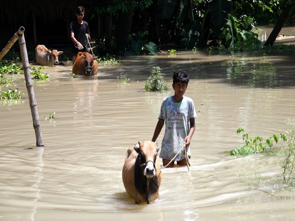 Assam floods: Around 40 highlands constructed for providing shelter to animals