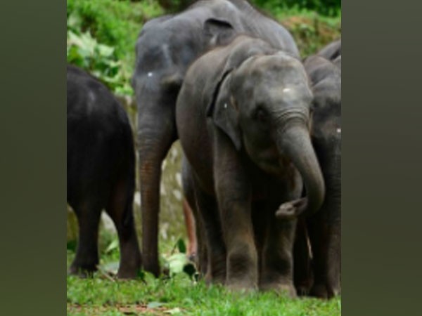 Elephant calf 'Anjan' turns 5 in London zoo, 'namesake' rejoices in Assam