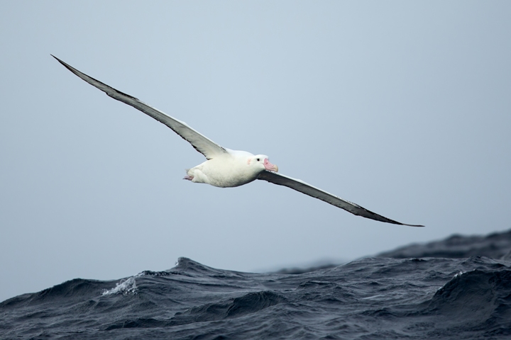 Antipodean albatross population declining at 5 percent per year: Report