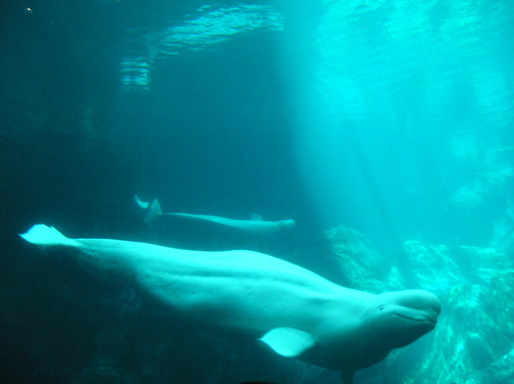 Aquarium to auction off chance to name 3 beluga whales