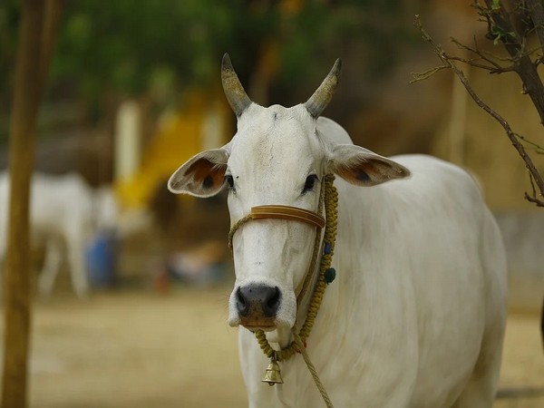 Karnataka  hikes compensation on livestock loss due to man-wildlife conflict