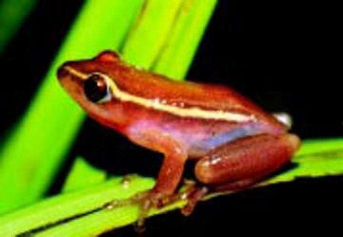 Two hundred endangered Pickersgill’s Reed frogs released in KwaZulu-Natal