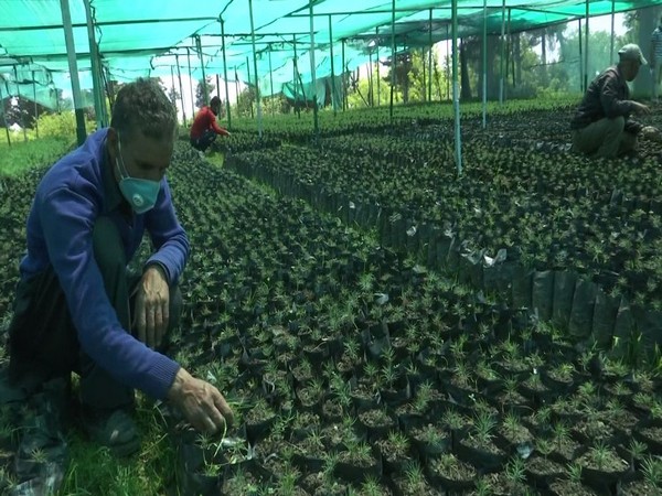 Thousands of plants grown at Budgam nursery under 'Green J-K drive'
