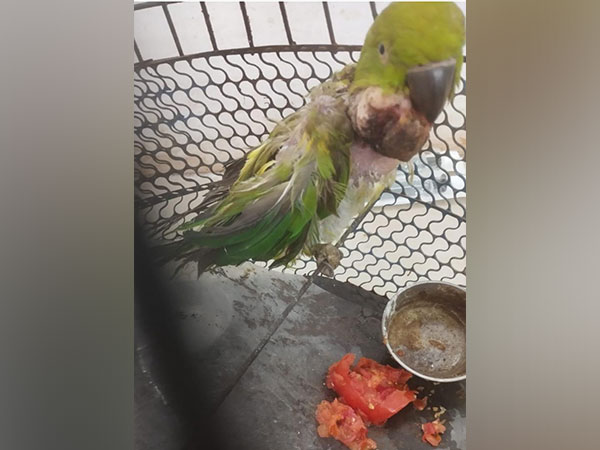 Veterinarians in Satna Save Parrot with First-of-its-Kind Tumor Surgery in District