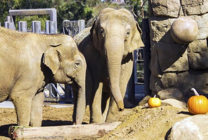 47-yr-old Indian elephant 'Sujatha' dies in California zoo