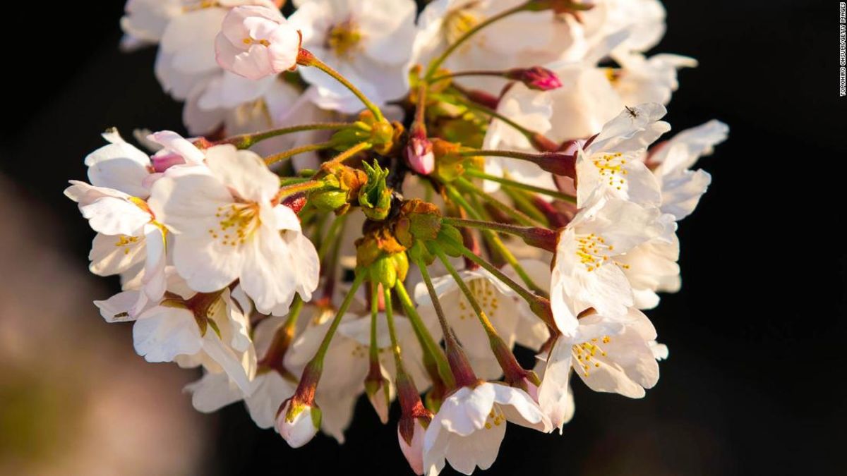 Cherry blossoms bloom unexpectedly across Japan 