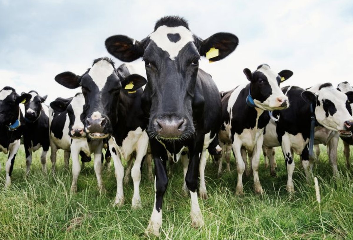 UPDATE 1-Scottish government identifies case of mad cow disease