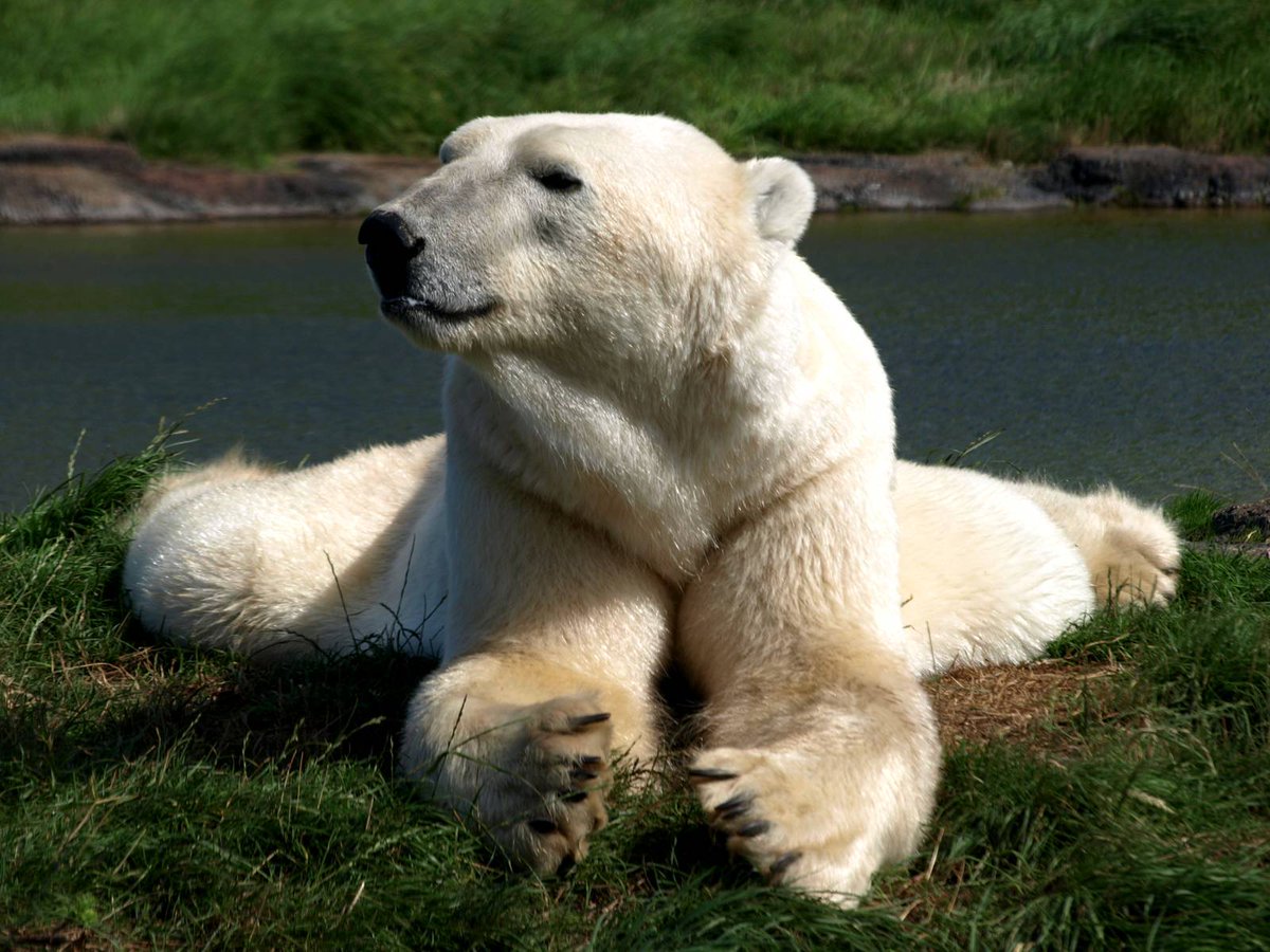 South Korea's last polar bear "Tongki" dies ahead of British retirement