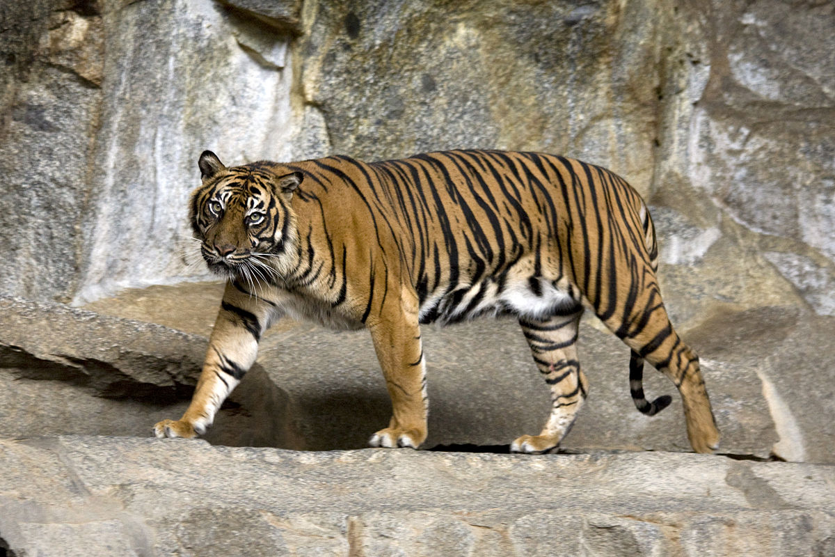 Tiger kills elderly man in UP's Lakhimpur Kheri