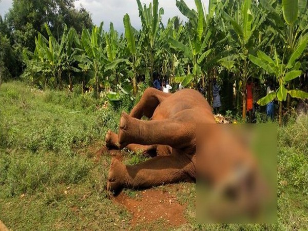 Elephant electrocuted in Tamil Nadu after trespassing farm fenced with 'stolen' electric wires